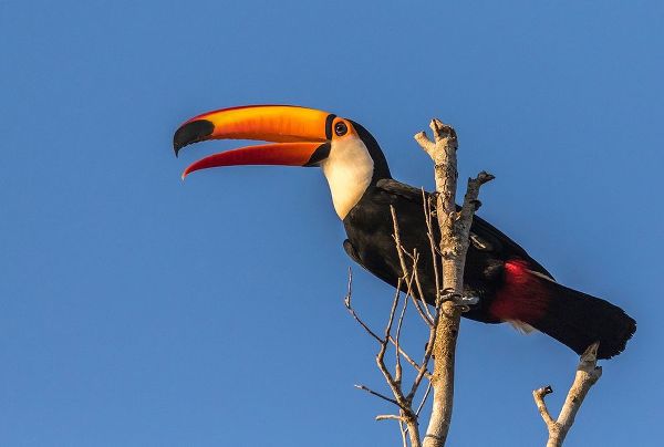 Brazil-Pantanal Toco toucan bird close-up